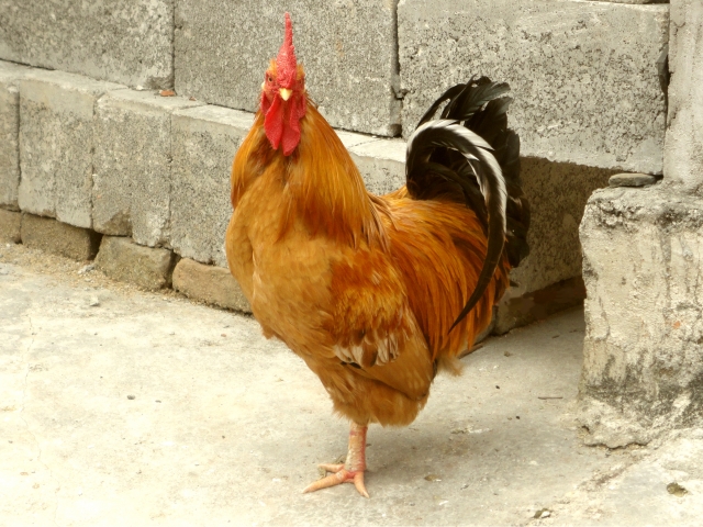 DS88 Cockfighting (Sabong)